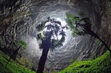 A Prehistoric Forest Found At The Bottom Of A Sinkhole