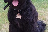 Black Goldendoodles