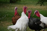 Four turkeys gathered in a field