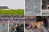https://sunderbannationalpark.com/best-selling-packages/