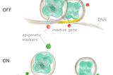 Can you control your genes? Yes you can. With epigenetics!