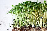 How to sprout and grow microgreens