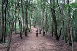 hiker walking in the forest