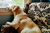 I like big mutts