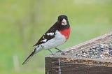 Enjoying Migrating Birds at the Feeder, And the Year Round Resident Birds Also