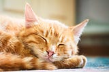 Sleeping Kitten