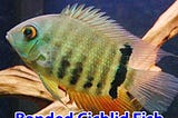 Banded Cichlid Fish