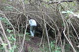 Tackling the Lantana Menace at Scale