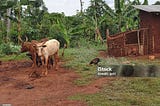 Jungle scenery with some some cattle in Uganda (Africa). Source: iStock https://media.istockphoto.com/id/123183951/photo/cattle-in-uganda.jpg?s=1024x1024&w=is&k=20&c=YQfCqoyB3FOJ3bmBvLztmMWv9RXBpgQpkRuS7wFMpLo=
