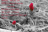 Poem — written in red on a b/w background with two red flowers standing out.