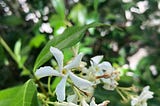 Confederate Jasmine ( Star Jasmine)