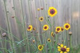 my new Coreopsis plant in bloom