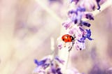 ladybug perched on purple flowers growing on branch