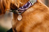 What collars are most comfortable for dogs?