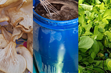 How WFP is supporting local innovators in making Iraq food-secure