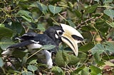 The Hidden Hornbills of PGI Campus!!…