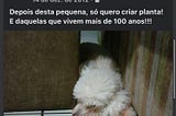 Não é só um animal