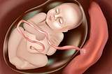 What nutrients does the placenta provide to the baby?