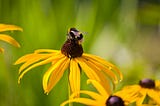 The Meandering Mind, the Wondering Wanderer, and the Bumbling Bee.