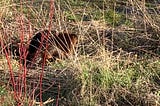 The Beaver — and the battle for world domination