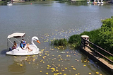 You Can Now Rent Swan Paddle Boats At Humboldt Park