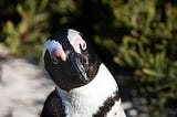 Destination Wild? South Africa’s Penguins vs. Eco Tourism