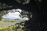 Grandmothers who love moss and birdsongs and gardens: wondering and weaving Quaker and Witchy…