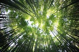 The Miyawaki Method: Revolutionizing Afforestation for a Greener Tomorrow