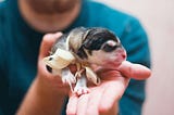 Can Gene Editing Revolutionize Pet Care?