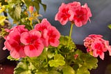 The Surprising Therapeutic Power of an Indoor Garden