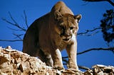 2. How to Evade Mountain Lions: Night Hiking in Colorado