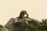 A Sri Lankan leopard (Panthera pardus kotiya) at the Yala National Park. Photo: Ashwin Naidu of FishCat.org