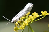 Deaf Moths Use Ultrasound to Warn Hungry Bats They’re Poisonous