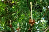 Candles of a pine tree.