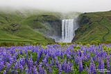 The Trio of Easy-to-spot Icelandic Flora