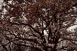 A giant oak tree stands in muted colors against a gray sky, giving an ominious almost malicious feeling.