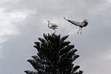 An adult ibis perched on top of a 30 foot pine being chased off by an adult stork who then takes his perch at that same top spot.