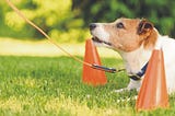 The Power of Positive Reinforcement Training in Dogs