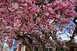 Spring Equinox 2026: The Flowering Earth