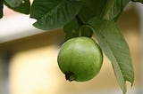 guava seeds