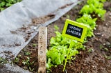 The Rise of Urban Farming