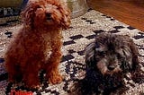 The Enchanting World of Tiny Toy Poodles: Adorable Toy Poodle Puppies