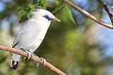 Burung Jalak Bali yang Terancam Kepunahan