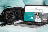 Urban Paws Website