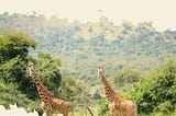 AKAGERA NATIONAL PARK IN RWANDA