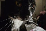 Spider the cat has passed