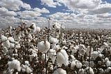 Pakistan’s Cotton Crop in Crisis