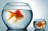 The Goldfish Theory