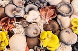 Mushrooms are Having a Moment. Here’s How to Become *Mush* More Mycological this Season.