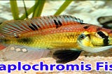 Haplochromis Fish